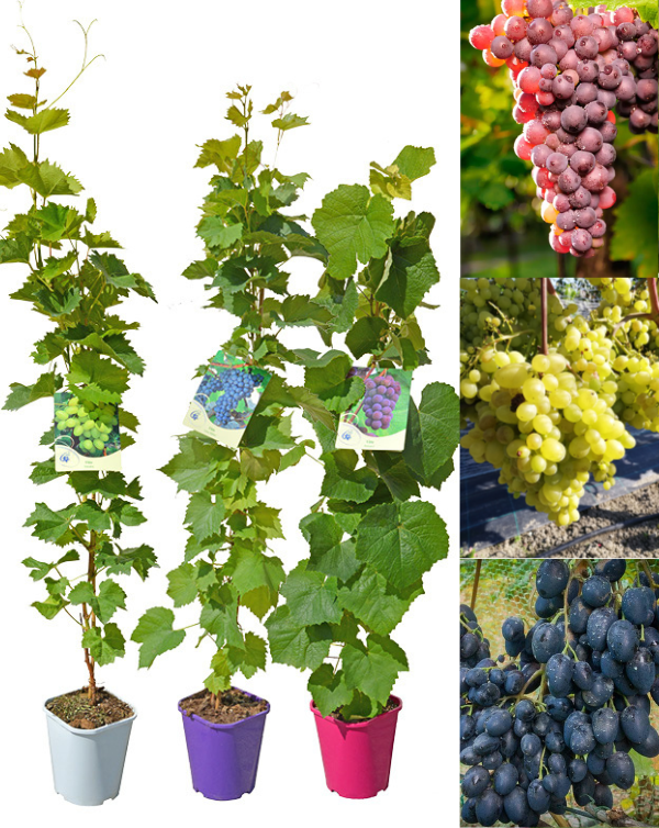 Vynuogių rinkinys 3 sodinukai