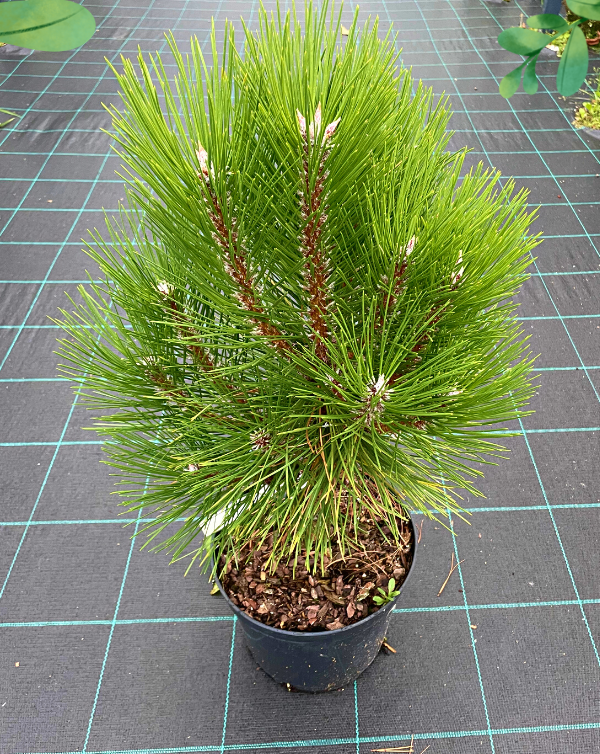 Pušis juodoji (Pinus nigra) RONDELLO